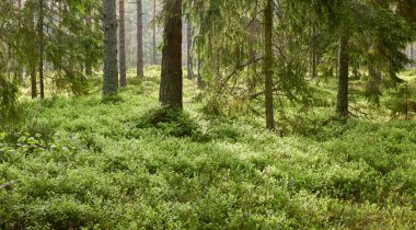Görkemli Evergreen Ormanı. Güçlü çam ve çam ağaçları, yosun, eğrelti otu, bitkiler. Yumuşak güneş ışığı. İskandinavya. Atmosferik manzara. Saf doğa, mevsimler, çevre, eko turizm