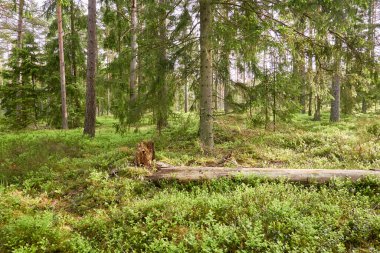 Görkemli Evergreen Ormanı. Güçlü çam ve çam ağaçları, yosun, eğrelti otu, bitkiler. Yumuşak güneş ışığı. İskandinavya. Atmosferik manzara. Saf doğa, mevsimler, çevre, eko turizm