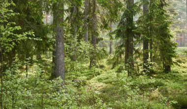 Görkemli Evergreen Ormanı. Güçlü çam ve çam ağaçları, yosun, eğrelti otu, bitkiler. Yumuşak güneş ışığı. İskandinavya. Atmosferik manzara. Saf doğa, mevsimler, çevre, eko turizm