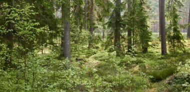 Görkemli Evergreen Ormanı. Güçlü çam ve çam ağaçları, yosun, eğrelti otu, bitkiler. Yumuşak güneş ışığı. İskandinavya. Atmosferik manzara. Saf doğa, mevsimler, çevre, eko turizm
