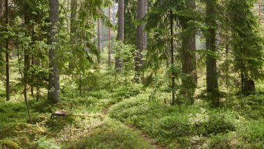 Görkemli Evergreen Ormanı. Güçlü çam ve çam ağaçları, yosun, eğrelti otu, bitkiler. Yumuşak güneş ışığı. İskandinavya. Atmosferik manzara. Saf doğa, mevsimler, çevre, eko turizm