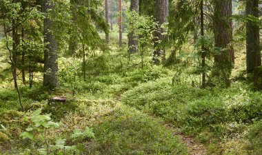 Görkemli Evergreen Ormanı. Güçlü çam ve çam ağaçları, yosun, eğrelti otu, bitkiler. Yumuşak güneş ışığı. İskandinavya. Atmosferik manzara. Saf doğa, mevsimler, çevre, eko turizm
