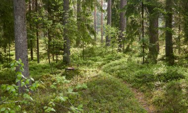 Görkemli Evergreen Ormanı. Güçlü çam ve çam ağaçları, yosun, eğrelti otu, bitkiler. Yumuşak güneş ışığı. İskandinavya. Atmosferik manzara. Saf doğa, mevsimler, çevre, eko turizm