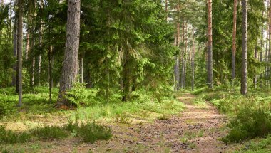 Görkemli Evergreen Ormanı. Güçlü çam ve çam ağaçları, yosun, eğrelti otu, bitkiler. Yumuşak güneş ışığı. İskandinavya. Atmosferik manzara. Saf doğa, mevsimler, çevre, eko turizm