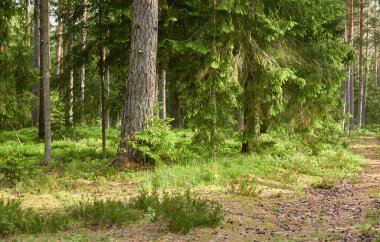 Görkemli Evergreen Ormanı. Güçlü çam ve çam ağaçları, yosun, eğrelti otu, bitkiler. Yumuşak güneş ışığı. İskandinavya. Atmosferik manzara. Saf doğa, mevsimler, çevre, eko turizm