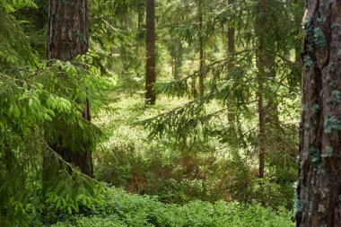 Görkemli Evergreen Ormanı. Güçlü çam ve çam ağaçları, yosun, eğrelti otu, bitkiler. Yumuşak güneş ışığı. İskandinavya. Atmosferik manzara. Saf doğa, mevsimler, çevre, eko turizm
