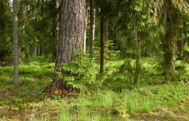 Görkemli Evergreen Ormanı. Güçlü çam ve çam ağaçları, yosun, eğrelti otu, bitkiler. Yumuşak güneş ışığı. İskandinavya. Atmosferik manzara. Saf doğa, mevsimler, çevre, eko turizm