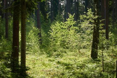 Görkemli Evergreen Ormanı. Güçlü çam ve çam ağaçları, yosun, eğrelti otu, bitkiler. Yumuşak güneş ışığı. İskandinavya. Atmosferik manzara. Saf doğa, mevsimler, çevre, eko turizm