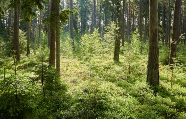 Görkemli Evergreen Ormanı. Güçlü çam ve çam ağaçları, yosun, eğrelti otu, bitkiler. Yumuşak güneş ışığı. İskandinavya. Atmosferik manzara. Saf doğa, mevsimler, çevre, eko turizm