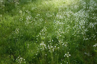 Küçük beyaz çiçeklerden oluşan çiçek açan orman çayırı Cardamine Pratensis. Çiy damlaları, yumuşak sabah güneşi. Saf doğa, ekoloji, çevre, botanik. Yakın plan, makro, bokeh