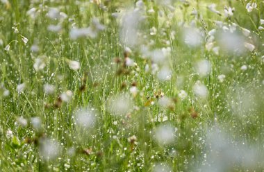 Küçük beyaz çiçeklerden oluşan çiçek açan orman çayırı Cardamine Pratensis. Çiy damlaları, yumuşak sabah güneşi. Saf doğa, ekoloji, çevre, botanik. Yakın plan, makro, bokeh