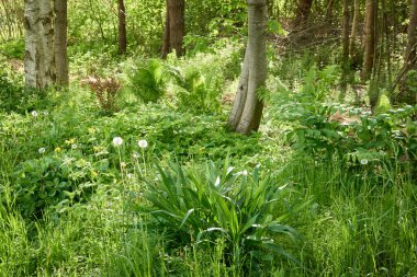 Görkemli yaprak döken orman. Güçlü ağaçlar, yosun, eğrelti otları, bitkiler, çiçekler. Yumuşak güneş ışığı. İskandinavya. Atmosferik manzara. Saf doğa, mevsimler, çevre, eko turizm