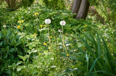Görkemli yaprak döken orman. Güçlü ağaçlar, yosun, eğrelti otları, bitkiler, çiçekler. Yumuşak güneş ışığı. İskandinavya. Atmosferik manzara. Saf doğa, mevsimler, çevre, eko turizm