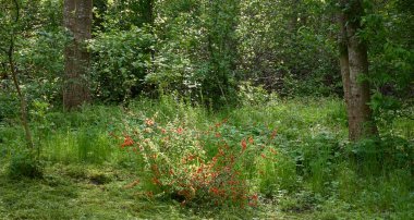 Görkemli yaprak döken orman. Güçlü ağaçlar, yosun, eğrelti otları, bitkiler, çiçekler. Yumuşak güneş ışığı. İskandinavya. Atmosferik manzara. Saf doğa, mevsimler, çevre, eko turizm