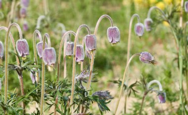 Pulsatilla pratensis adlı küçük mor çiçeklerden oluşan çiçek açan orman çayırı. Yumuşak sabah güneşi. İlkbahar, yazın başı. Saf doğa, ekoloji, çevre, botanik. Yakın plan, makro, bokeh