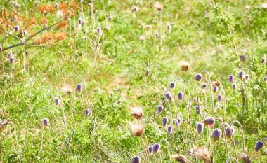 Pulsatilla pratensis adlı küçük mor çiçeklerden oluşan çiçek açan orman çayırı. Yumuşak sabah güneşi. İlkbahar, yazın başı. Saf doğa, ekoloji, çevre, botanik. Yakın plan, makro, bokeh