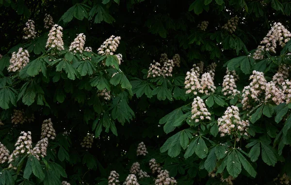 Kwitnące Kasztanowe Drzewo Parku Publicznym Białe Kwiaty Wiosna Wczesne Lato — Zdjęcie stockowe
