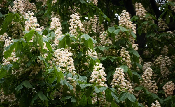 Blommande Kastanjeträd Allmän Park Vita Blommor Våren Försommaren Mörkt Atmosfäriskt — Stockfoto