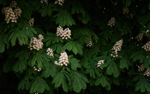 Blommande Kastanjeträd Allmän Park Vita Blommor Våren Försommaren Mörkt Atmosfäriskt — Stockfoto