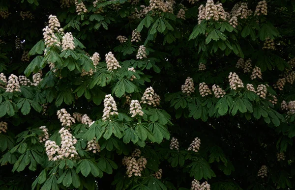 公園で栗の木を咲かせます 白い花 暗い大気の風景 純粋な自然 生態学 都市園芸のテーマ — ストック写真