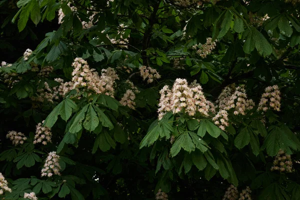 公園で栗の木を咲かせます 白い花 暗い大気の風景 純粋な自然 生態学 都市園芸のテーマ — ストック写真