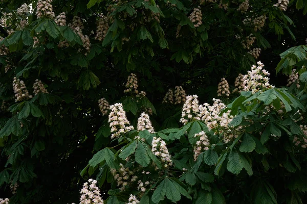 Blooming Chestnut Tree Public Park White Flowers Spring Early Summer — Stock Photo, Image