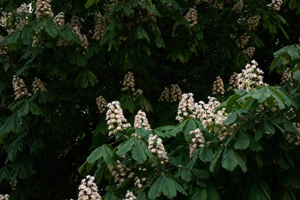 Castanheira Florescente Parque Público Flores Brancas Primavera Início Verão Paisagem — Fotografia de Stock