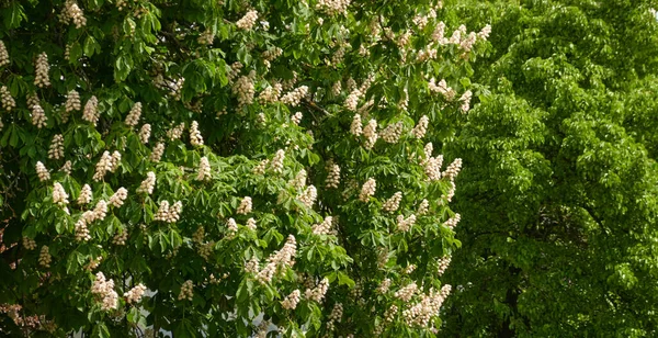 Kwitnące Kasztanowe Drzewo Parku Publicznym Białe Kwiaty Miękkie Światło Słoneczne — Zdjęcie stockowe