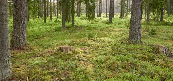 Majestic evergreen forest. Mighty pine and spruce trees, moss, fern, plants. Soft sunlight. Scandinavia. Atmospheric landscape. Pure nature, seasons, environment, eco tourism