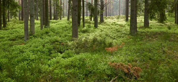 雄伟的常绿森林 高大的松树和云杉树 柔和的阳光斯堪的纳维亚半岛大气景观 纯自然 生态旅游 — 图库照片