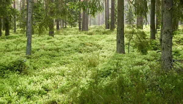 Majestueus Altijd Groen Bos Machtige Dennen Sparren Bomen Mos Varens — Stockfoto