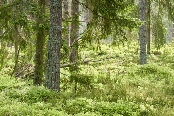 Majestätischer Immergrüner Wald Mächtige Kiefern Und Fichten Moos Farne Pflanzen — Stockfoto