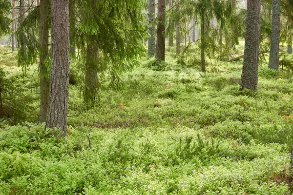 Majestuoso Bosque Siempreverde Poderosos Pinos Abetos Musgos Helechos Plantas Luz — Foto de Stock