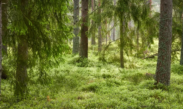 Majestuoso Bosque Siempreverde Poderosos Pinos Abetos Musgos Helechos Plantas Luz —  Fotos de Stock