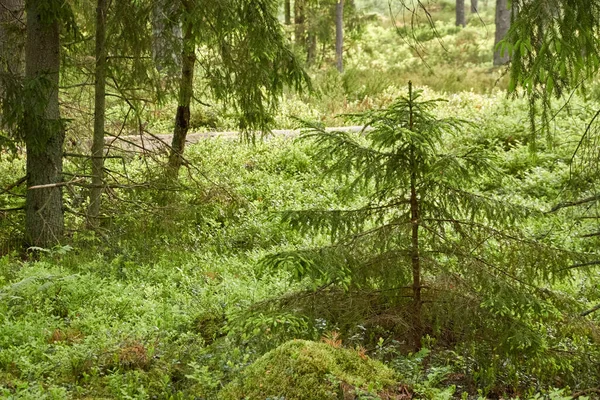 Majestueus Altijd Groen Bos Machtige Dennen Sparren Bomen Mos Varens — Stockfoto