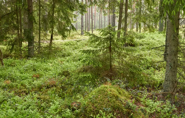 Majestuoso Bosque Siempreverde Poderosos Pinos Abetos Musgos Helechos Plantas Luz — Foto de Stock