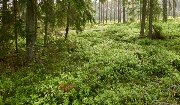 Majestätisk Vintergrön Skog Mäktiga Tall Och Gran Träd Mossa Ormbunke — Stockfoto