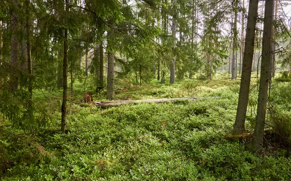 Majestuoso Bosque Siempreverde Poderosos Pinos Abetos Musgos Helechos Plantas Luz —  Fotos de Stock