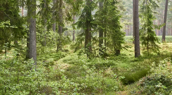 Majestuoso Bosque Siempreverde Poderosos Pinos Abetos Musgos Helechos Plantas Luz —  Fotos de Stock