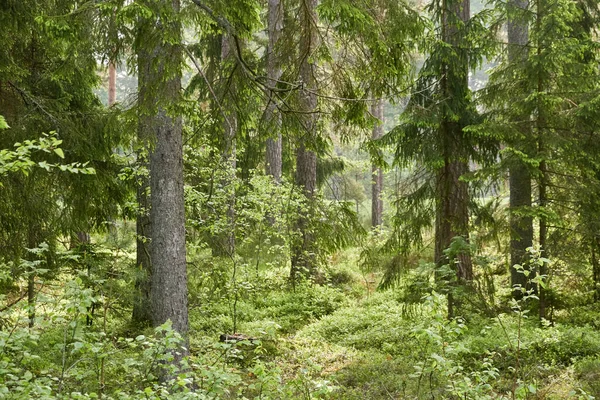 Majestuoso Bosque Siempreverde Poderosos Pinos Abetos Musgos Helechos Plantas Luz —  Fotos de Stock