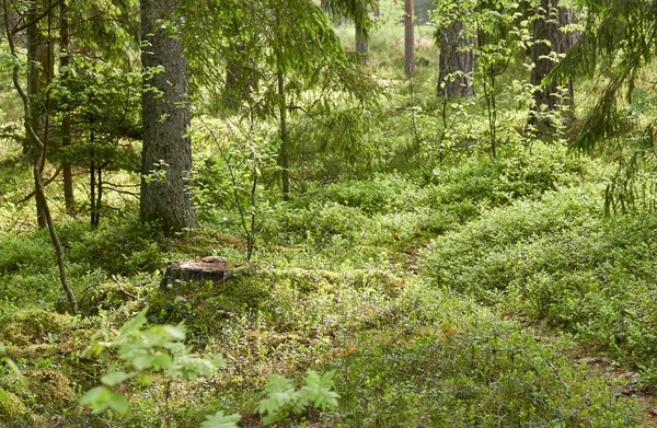 Majestátní Věčně Zelený Les Mohutné Borovice Smrky Mech Kapradiny Rostliny — Stock fotografie