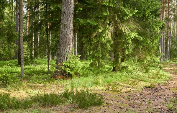 최고의 상록수 소나무와 가문비나무 양치류 부드러운 스칸디나비아 친환경 — 스톡 사진