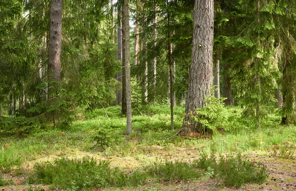 Majestic Evergreen Forest Mighty Pine Spruce Trees Moss Fern Plants — Stock Photo, Image