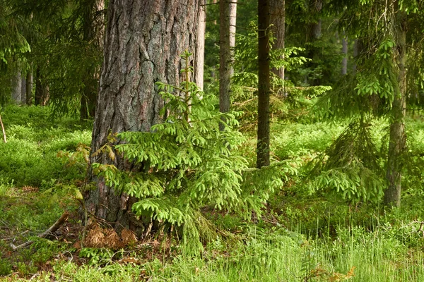 Величний Вічнозелений Ліс Могутні Соснові Ялинові Дерева Мох Папороть Рослини — стокове фото