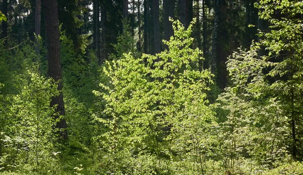 Majestosa Floresta Sempre Verde Pinheiros Poderosos Abetos Musgo Samambaia Plantas — Fotografia de Stock