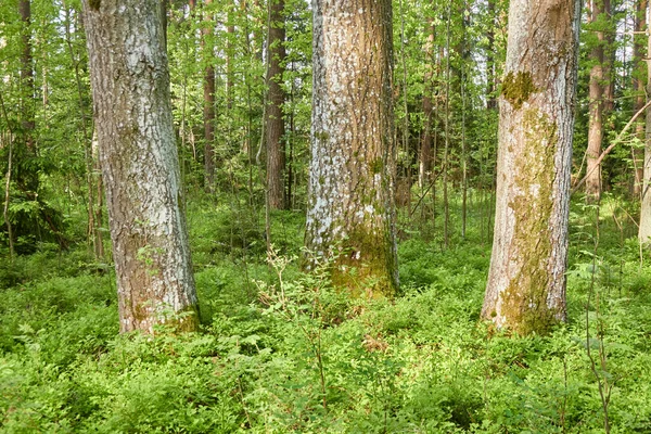 Majestuoso Bosque Caducifolio Árboles Poderosos Musgo Helecho Plantas Flores Luz —  Fotos de Stock
