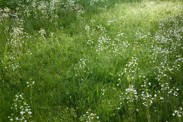 Prairie Forestière Fleurs Pelouse Petites Fleurs Blanches Cardamine Pratensis Gouttes — Photo