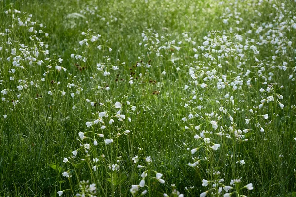 Floresta Florescente Prado Gramado Pequenas Flores Brancas Cardamina Pratensis Gotas — Fotografia de Stock