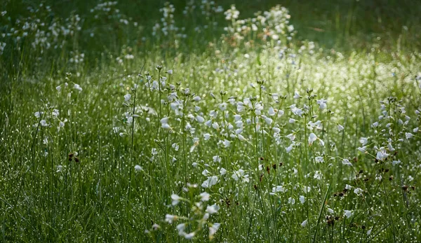 꽃피는 카르다진 타시스 Cardamine Pratensis 이슬이 내리고 부드러운 햇살이 내리죠 — 스톡 사진