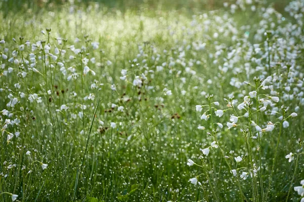 Blühende Waldwiese Rasen Mit Kleinen Weißen Blüten Cardamine Pratensis Tautropfen — Stockfoto